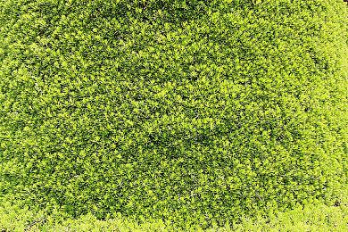 顽皮狗画师被骂之后 《星刃》开发商出面发声平息事态